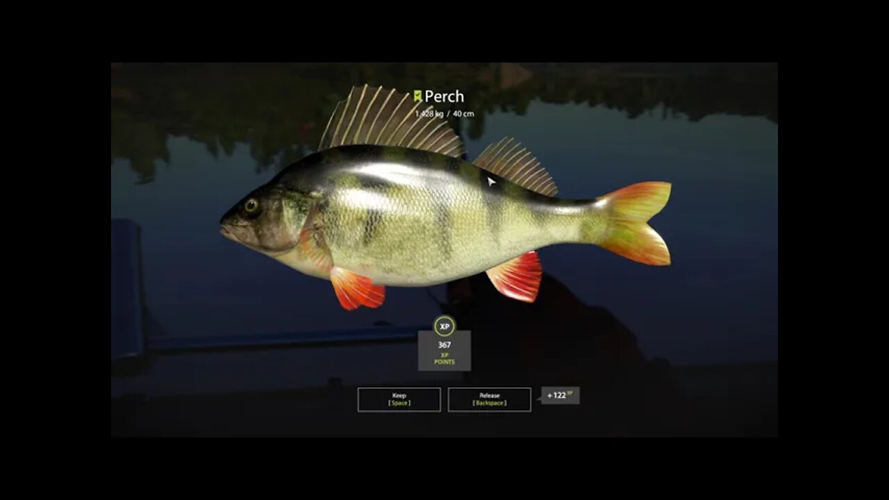 Russian Fishing 4 Sura river Perch 1.428 Kg