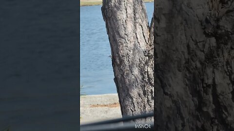 Great blue heron takes off