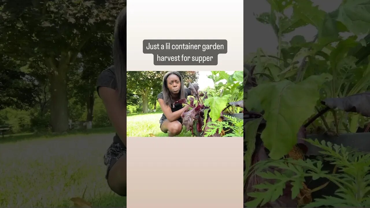 Just A Lil’ Container Garden Harvest #shorts #homesteading