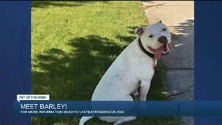 Meet Barley! Our Pet of the Week