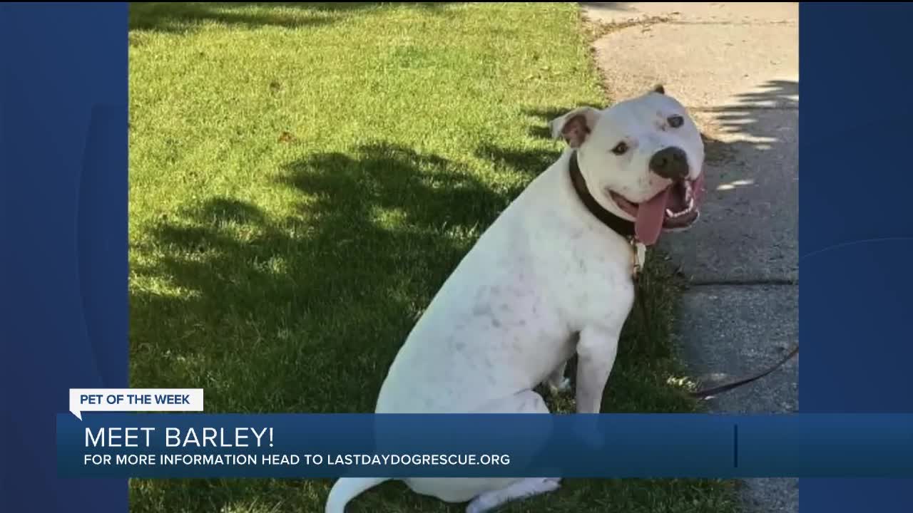 Meet Barley! Our Pet of the Week