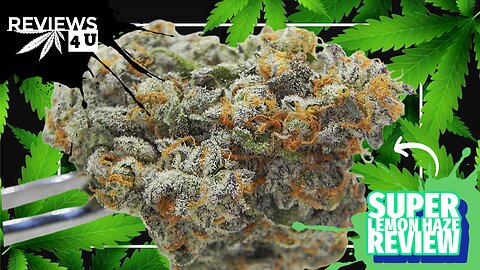 SUPER LEMON HAZE STRAIN REVIEW | REVIEWS 4 U