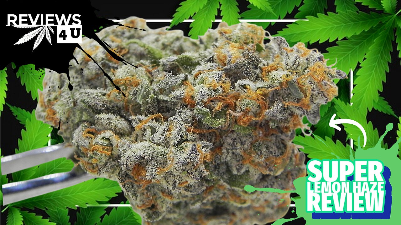 SUPER LEMON HAZE STRAIN REVIEW | REVIEWS 4 U