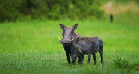 Family of Warthogs Showing Compassion to Each Other