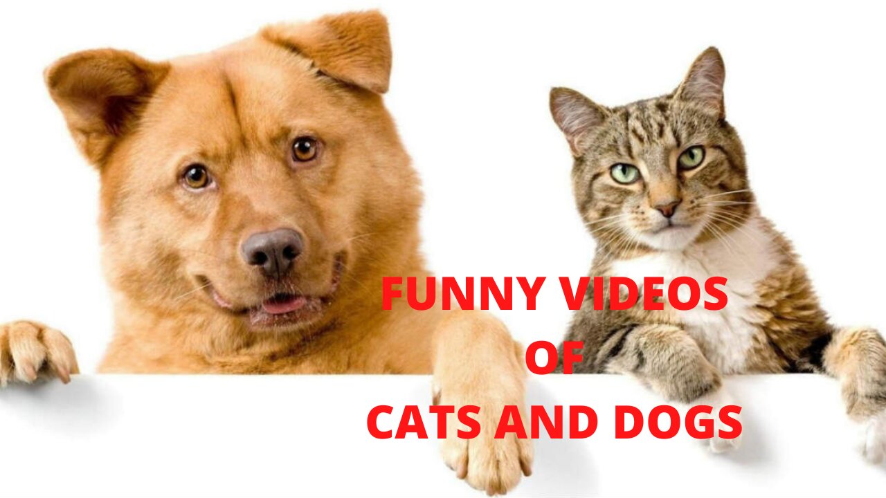 FUNNY CATS AND DOGS #1