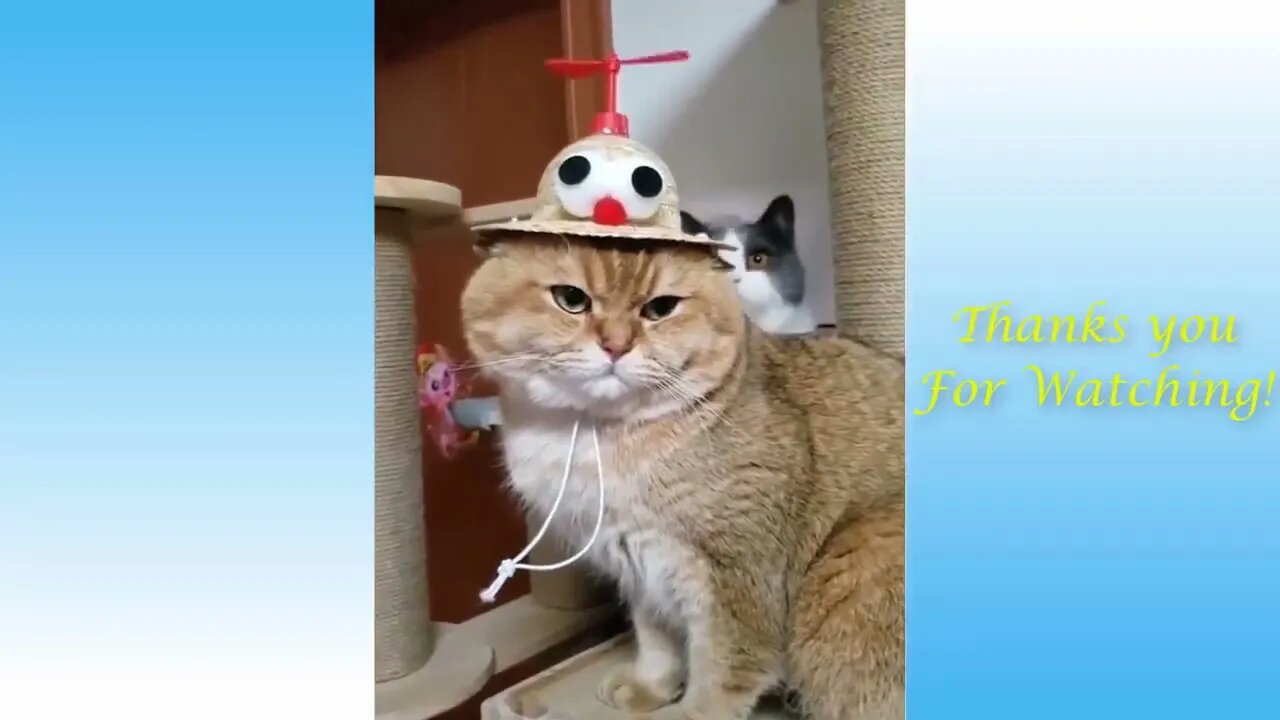 Ethiopian Funny Funniest Animals Best Of The 2021 Animal Videos #Times