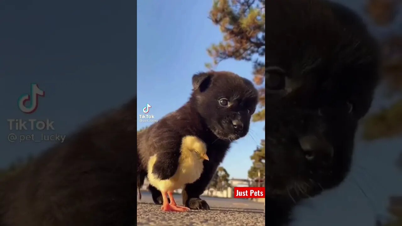 Cute Puppy & best friend #shorts #cute #viral #tiktok