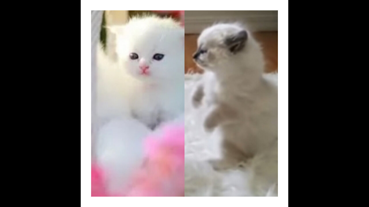 Funny video cat play