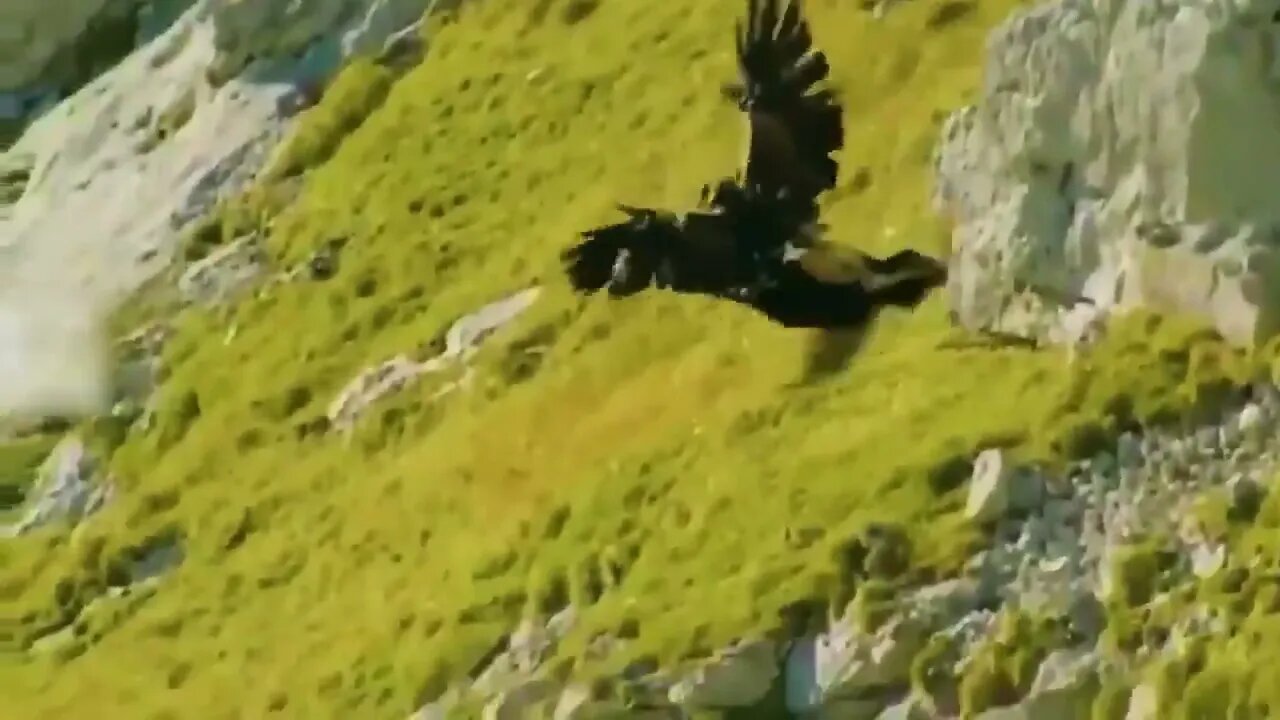 30 Times Animals Messed With The Wrong Opponent !71 4