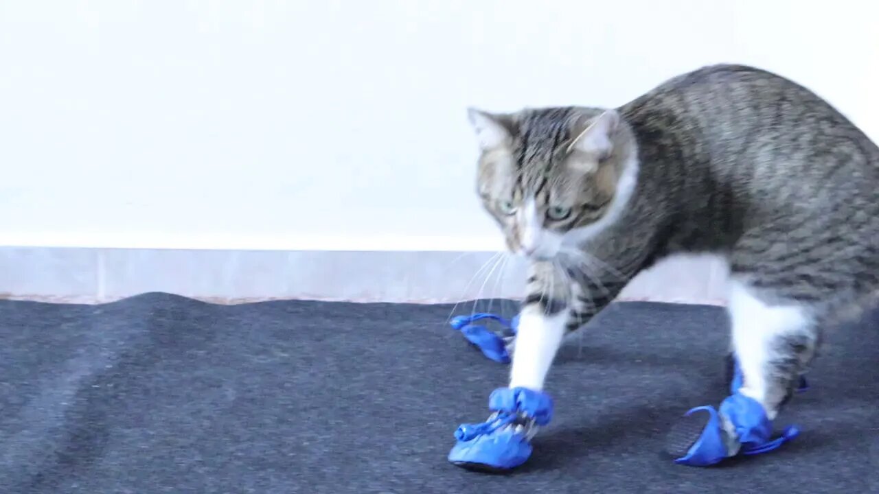 Cat Throws the Shoe away