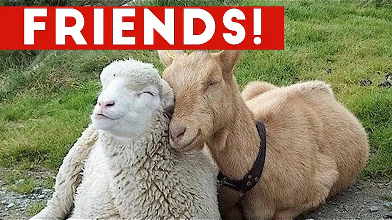 Funniest Unlikely Animal Friendships Compilation | Funny Pet Videos