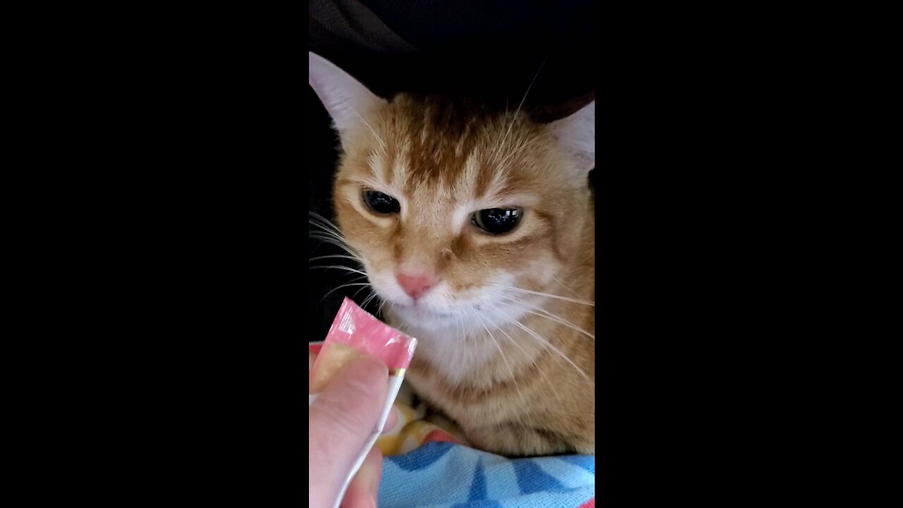 Cat angry eating