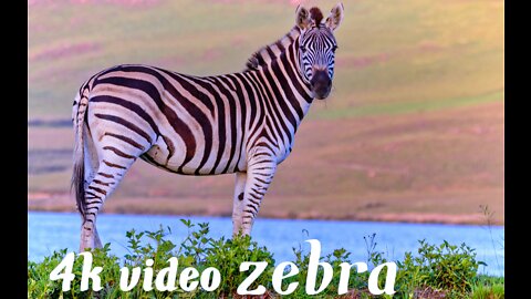 zebra wondering in countryside in serch of food | playing around