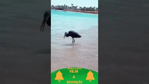 Pássaro na Praia #shorts