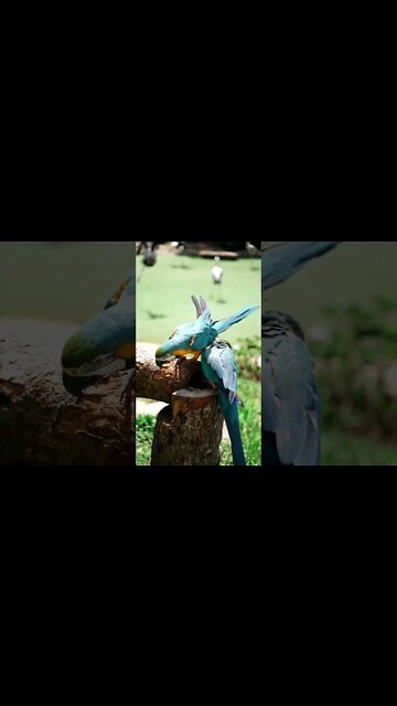 #Shorts #Lovable #Birds #Parrots #Peace #Love #Care