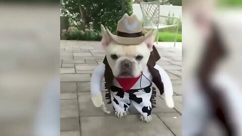 Best Funniest Animal Videos 2022 😍🧡 Dog Barking Clever Cat Cute Cat Smart Cat Funny Cat 🥰