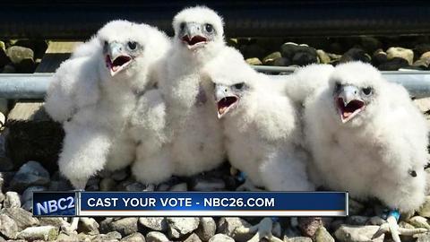 Cast your vote to name UWGB's peregrine falcons