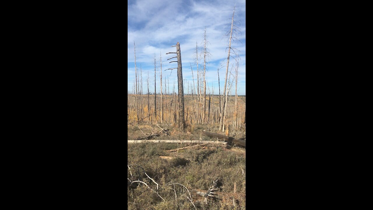 Kaibab Hunt Looking for deer