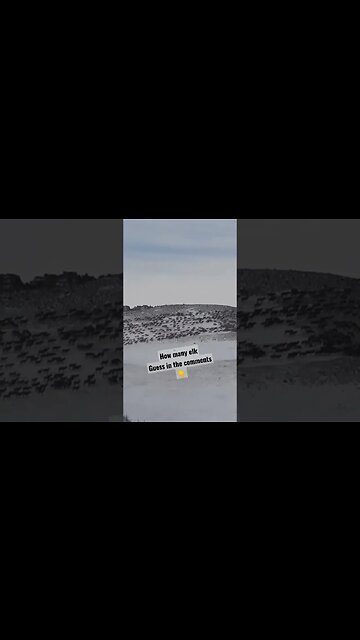 How many Elk? guess in the comments. #elk #elkherd #migration #hunting #guess #wyoming #shortsvideo