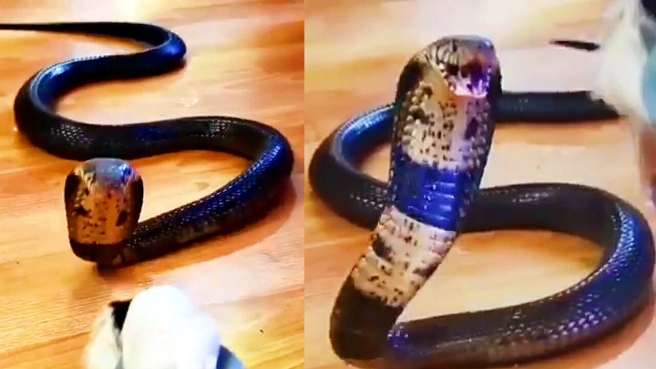 Black Danger Shake Video || Snake bits