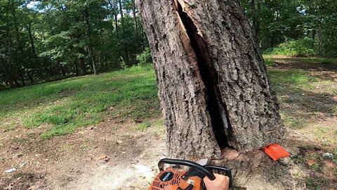 Barber Chair on a big Oak