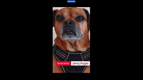 Truth Pups news 1230a