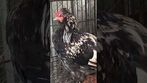 Stunning rooster survived serious goanna attack as chick
