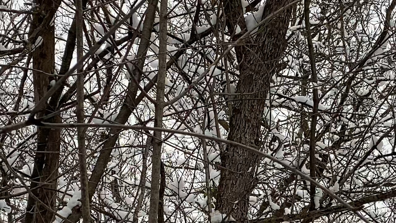 Hammer time for the hairy Wood Pecker