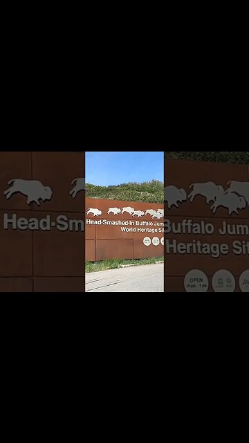 Head Smashed in Buffalo Jump. #shorts #buffalo