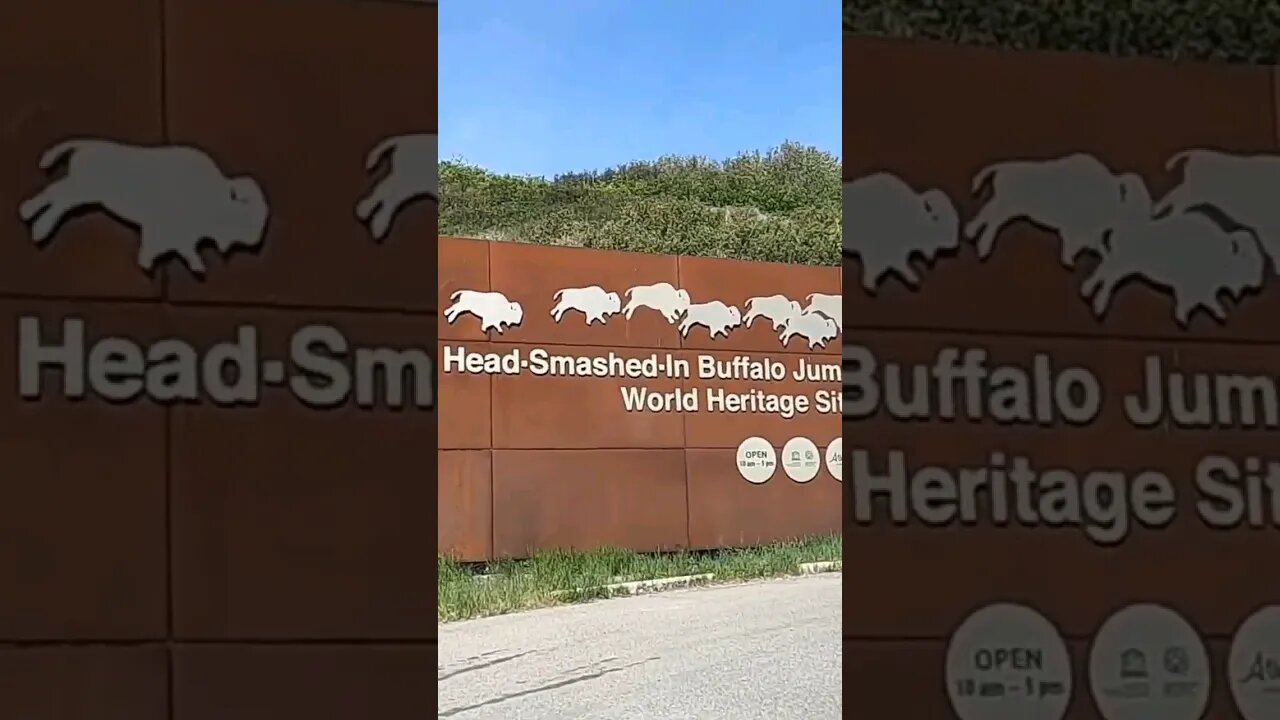 Head Smashed in Buffalo Jump. #shorts #buffalo