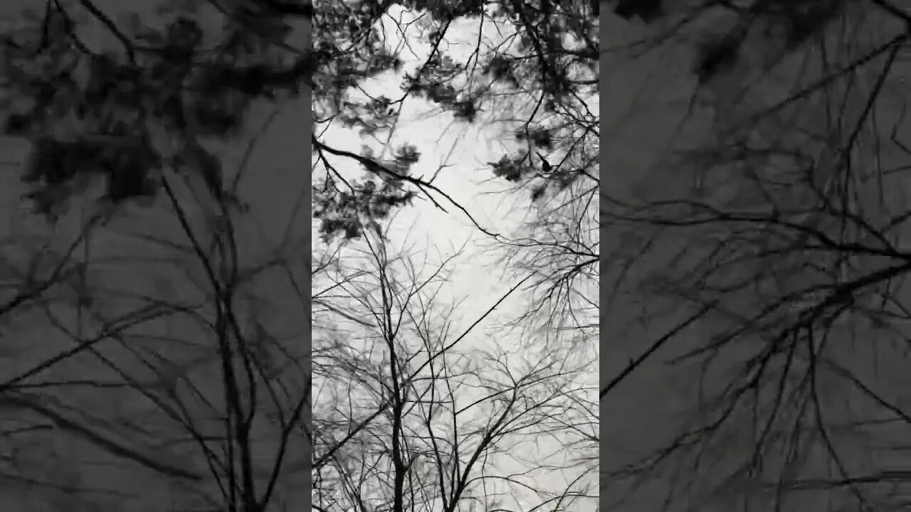 Golden Retriever Tree’d a Rooster Pheasant