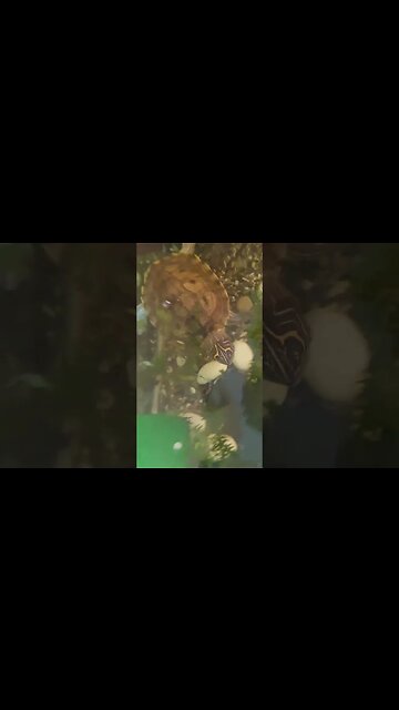 Massive Slide 🐢 #fyp #pets #epic