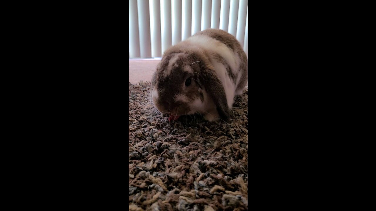 Cute Bunny Eats Strawberries Slowly