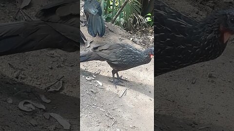 Jacu e seus filhotes em busca de comida