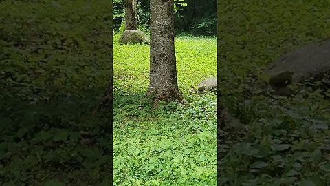 Albino Turkey in Tennessee