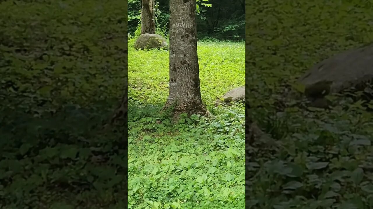 Albino Turkey in Tennessee