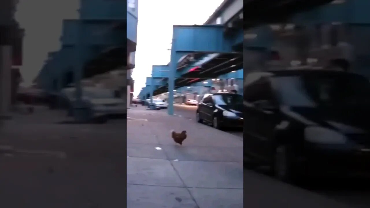 Kensington Daily Why did the chicken go to Kensington #shorts #kensington #philadelphia