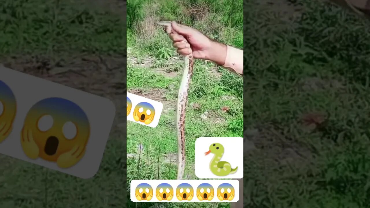 snake 🐍 #snake #viral #magic #funny #comedyvideos #funnyshorts #n4nully #comedy #challenge