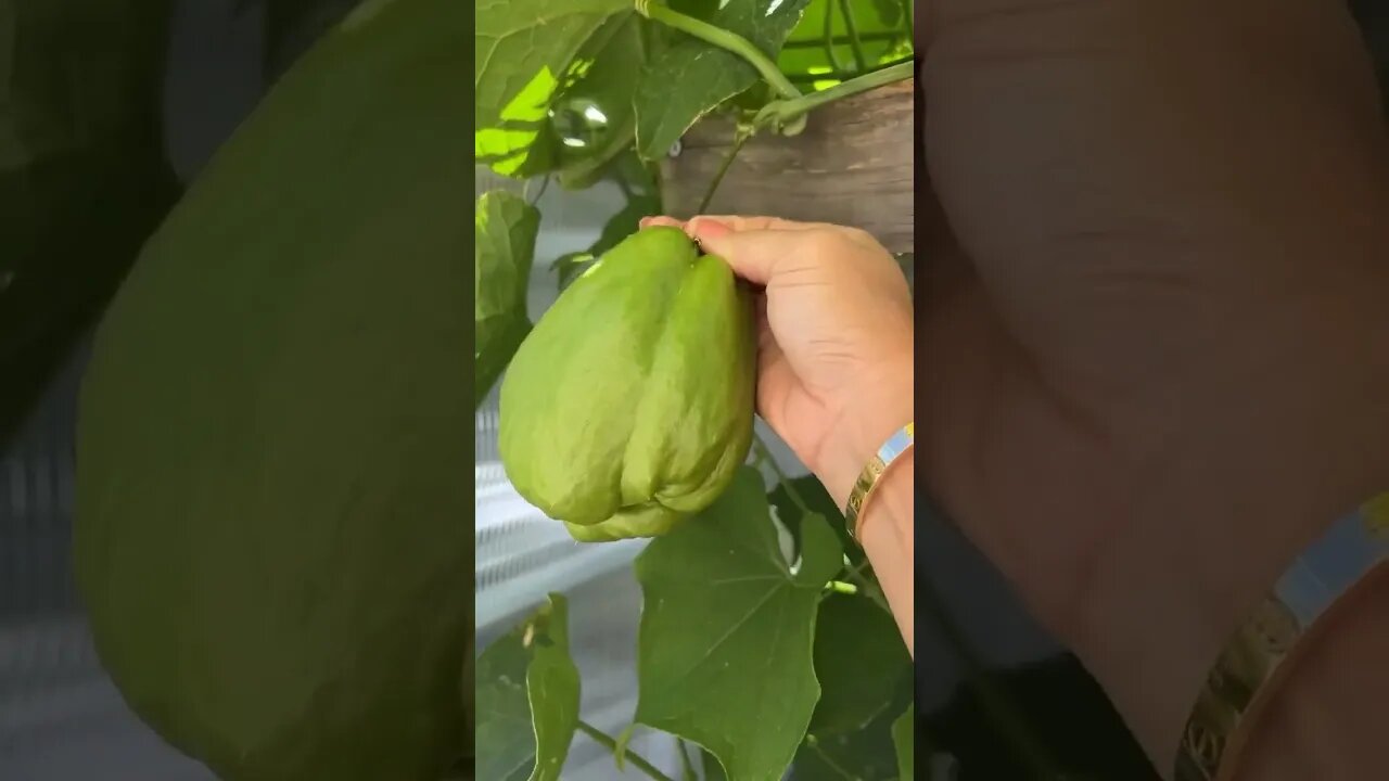 Big fruit growing in my fiance