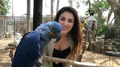 Free Flight Exotic Birds Sanctuary Friendliest Exotic Birds