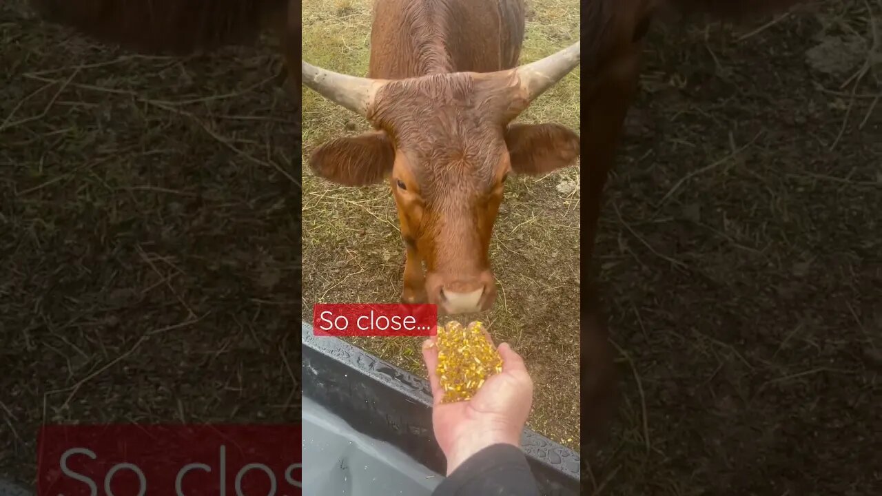 She is close…#cattle #cow #cows #cowvideos #cattlefarm #cattleranch