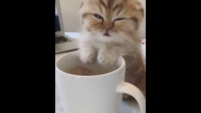Very sleepy kitten