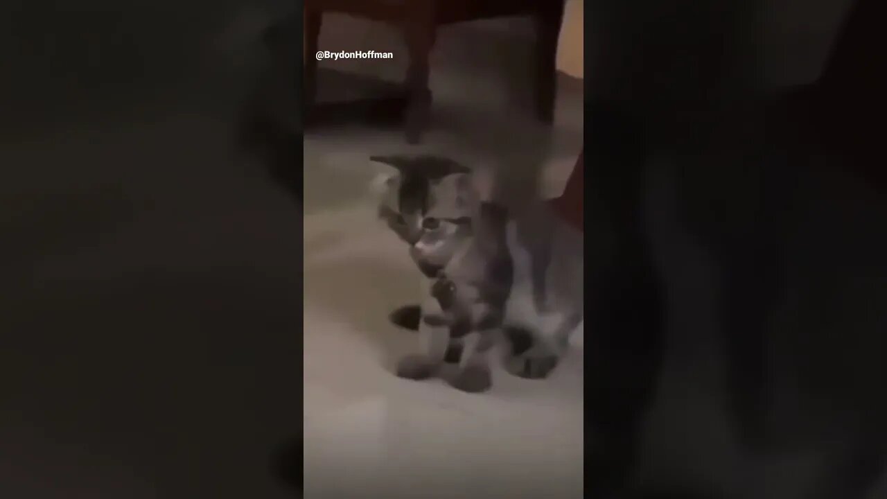 Funny Cat Meme 😂 pt.15 #shorts