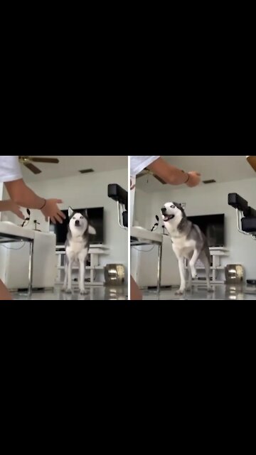 Smart husky can't be fooled by tricky hug