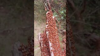 Ladybug Tower