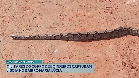 Caso em Capelinha: Militares do Corpo de Bombeiros Capturam Jiboia no Bairro Maria Lúcia.