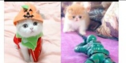 Cute baby cats videos