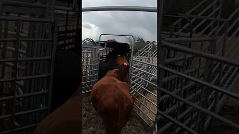 Haulin’ cattle. #farm #ranch #cattle #farmlife #ranchlife #cowboys #haulin