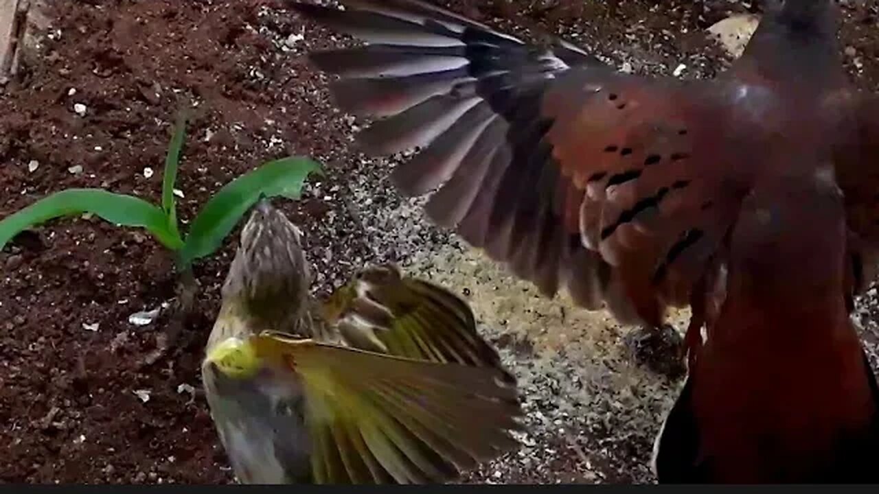 Rolinha vs canário da terra juntos em busca de comida Thraupidae e Columbina, Columbidae