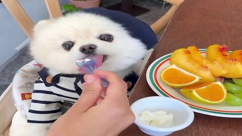 一起享受有趣小狗的日常生活 | Enjoy the daily life of funny dogs together # 06